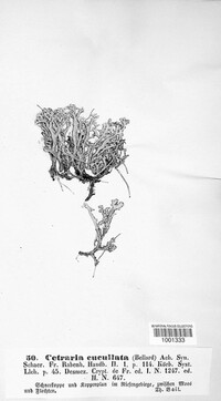 Flavocetraria cucullata image